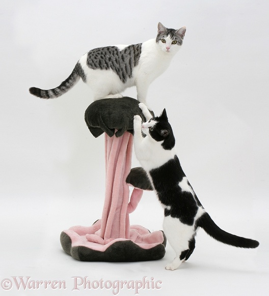 Cats with fancy scratch post, white background