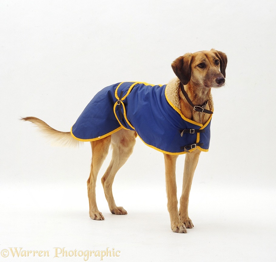 Smart raincoat modelled by blue-fawn Saluki Lurcher Tansy, white background