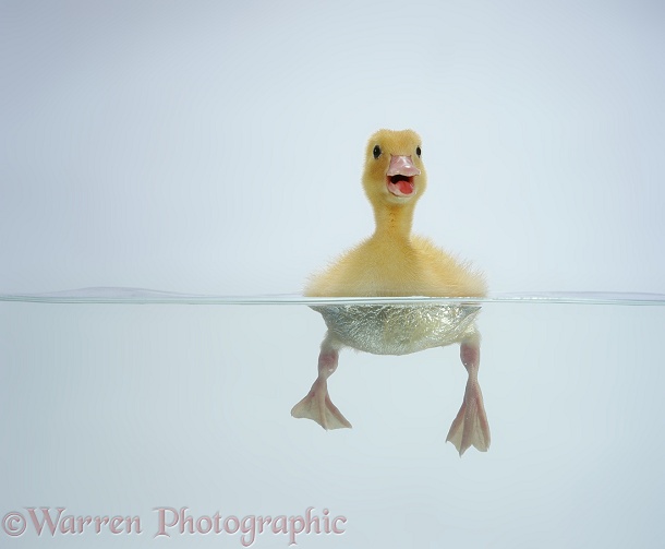 Yellow duckling swimming, white background