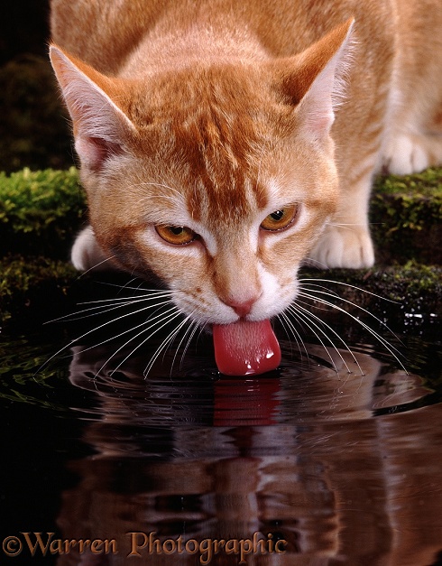 Ginger cat drinking