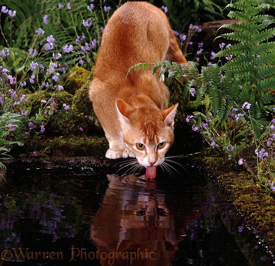 Ginger cat drinking from pond