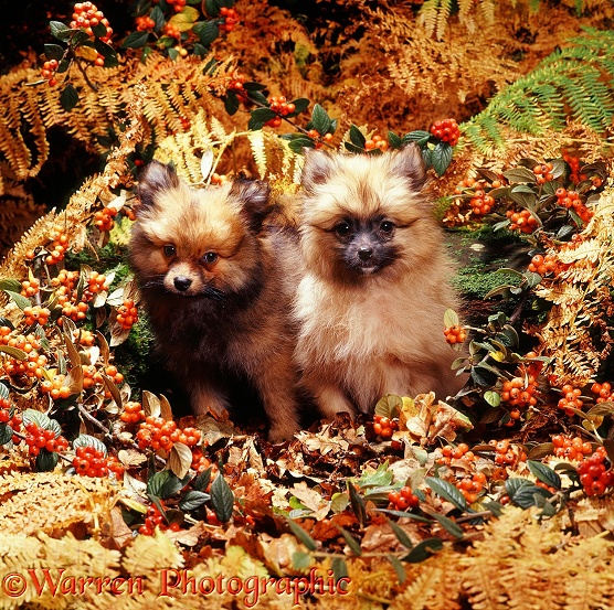 Pomeranian puppies in Autumn