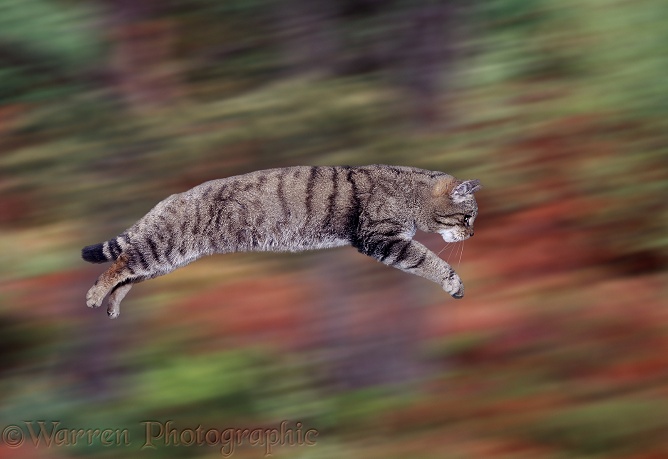 Scottish Wild Cat (Felis silvestris grampia) leaping, showing striped tabby markings