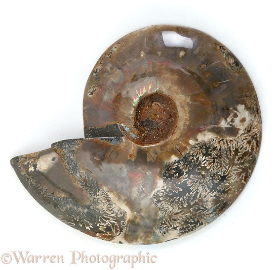 Polished ammonite, white background
