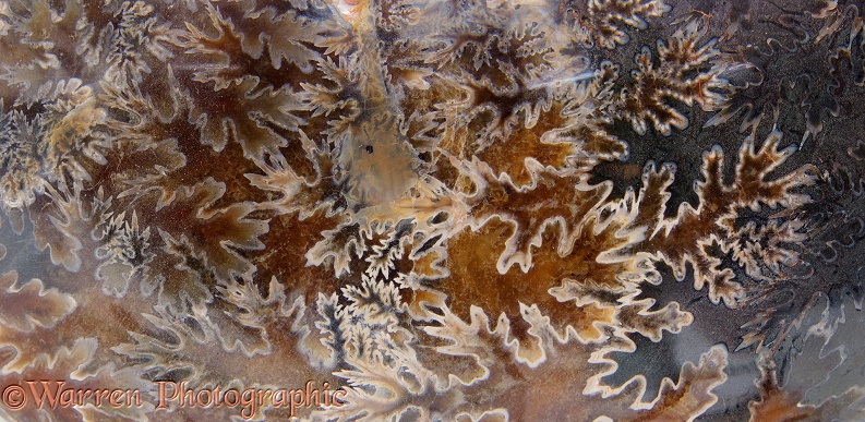 Pattern of polished ammonite