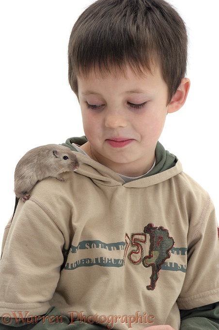 Boy with a gerbil on his shoulder, white background