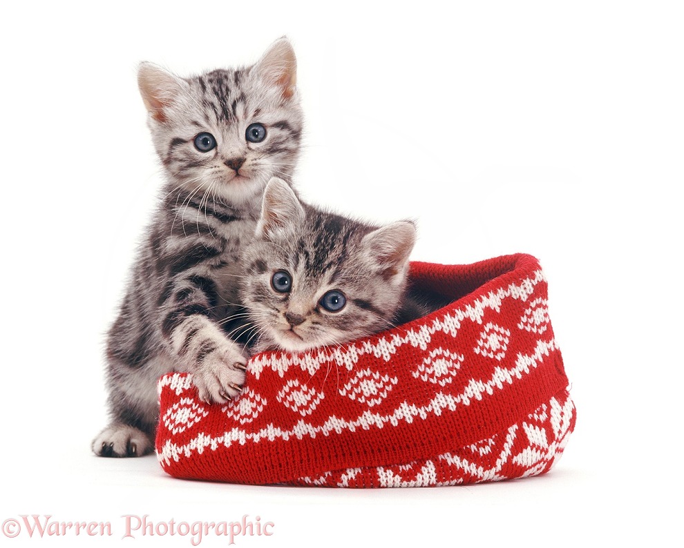 Silver tabby kittens with a woolly hat, white background