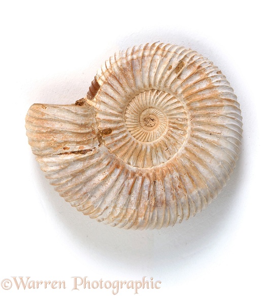 Ammonite, white background