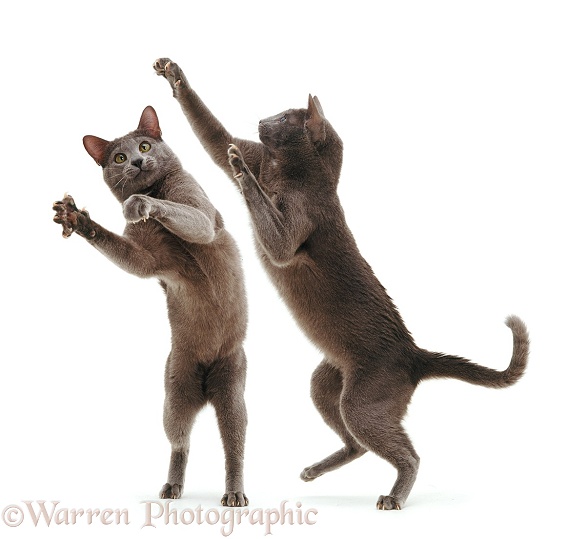 Blue Tonkinese male cats 'boxing', white background