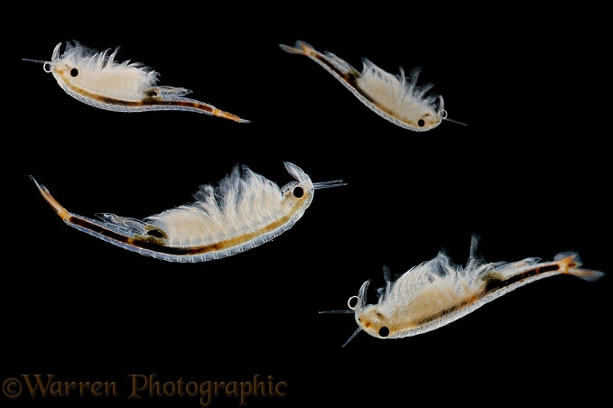 Fairy Shrimps (Branchinecta species)