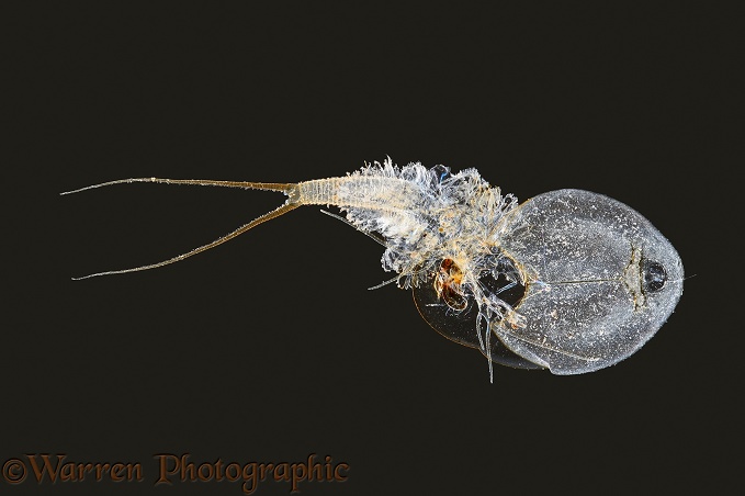 Tadpole Shrimp (Triops longicaudatus) sloughed skin