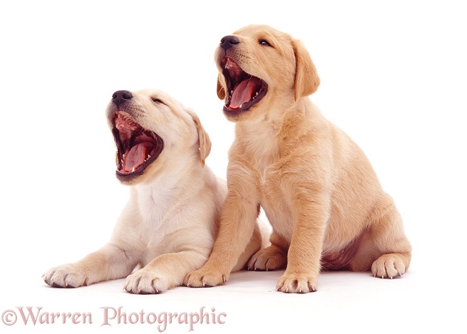 Labrador pups yawning, white background