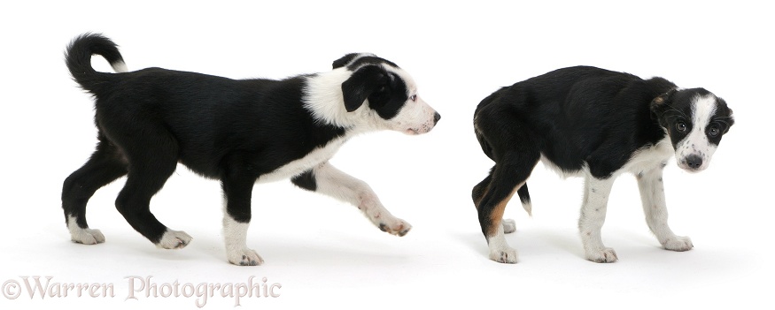 Healthy and sick Border Collie pups, white background