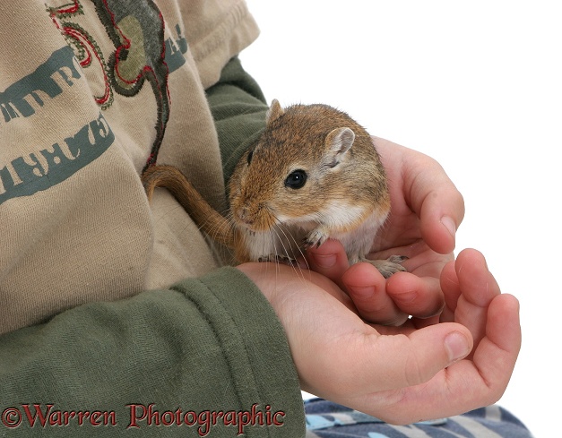 Holding a gerbil in hands, white background