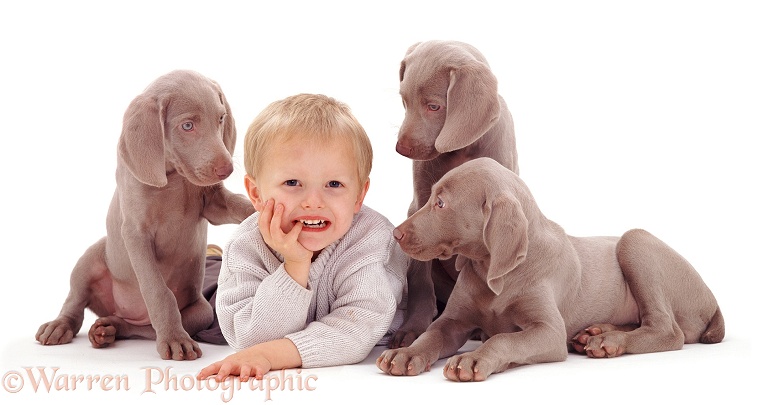 Boy and Weimaraner pups, white background