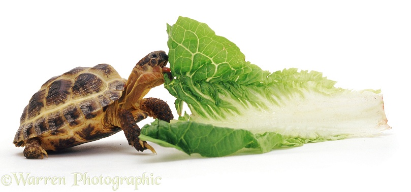 Young tortoise eating a leaf, white background