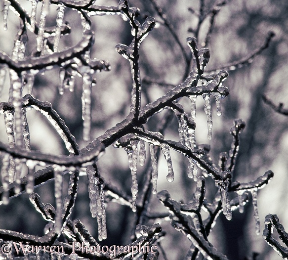 Freezing rain on oak twigs