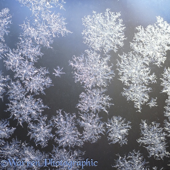 Frost crystals on a window pane