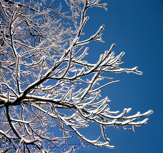 Snow on chestnut twigs