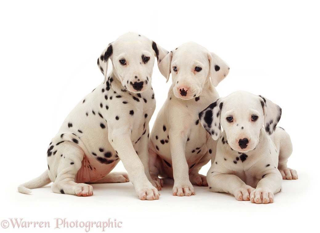Three Dalmatian pups, 8 weeks old. The pup with one blue eye is unilaterally deaf, white background