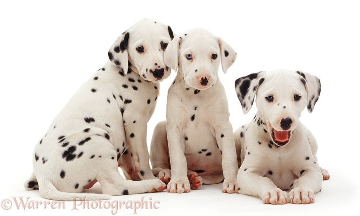 Three Dalmatian pups, 8 weeks old. The pup with one blue eye is unilaterally deaf, white background