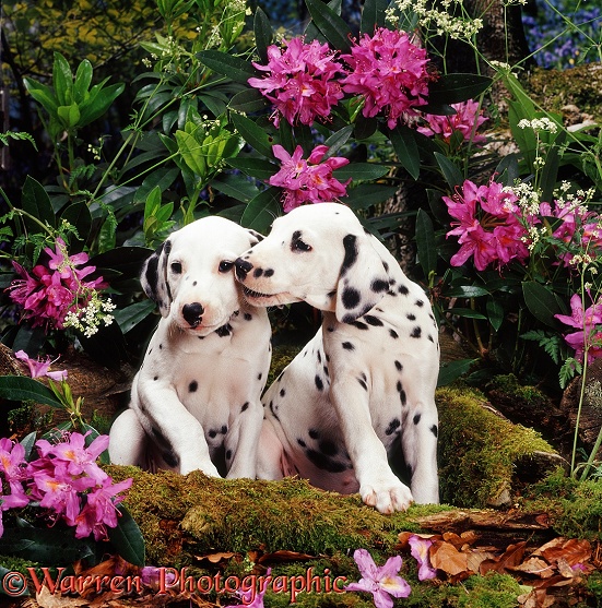 Two Dalmatian pups with flowering Rhododendron and Hedge Parsley