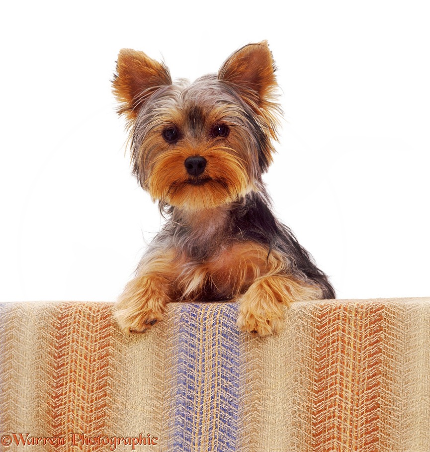 Yorkshire Terrier pup Tira, 6 months old, with her paws up, white background
