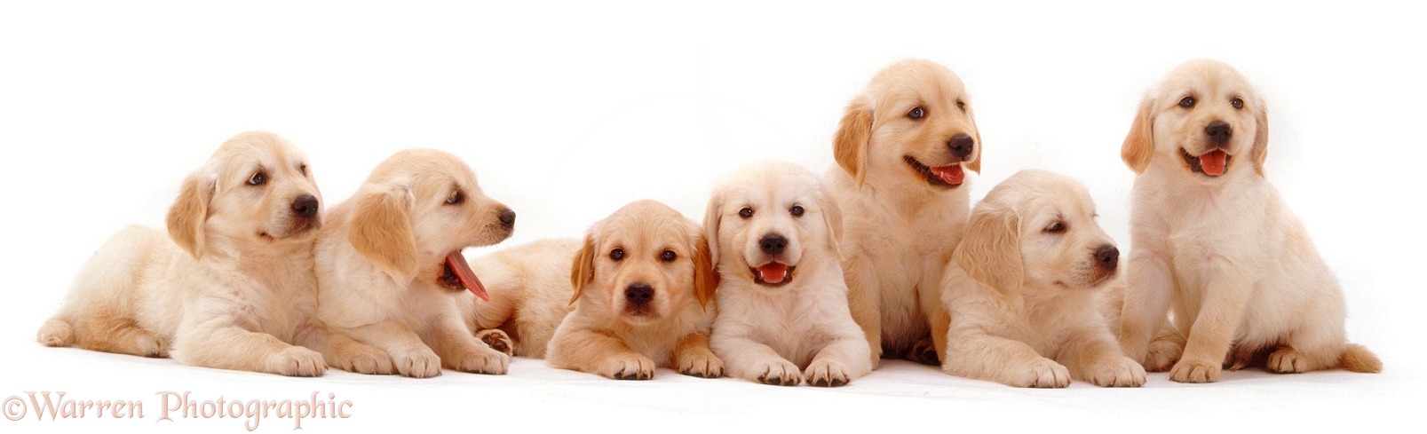 Retriever puppies, white background
