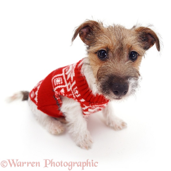 Jack Russell with Jersey on, white background