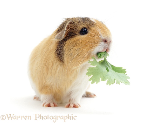 Guinea pig sow Blondie eating coriander leaves, white background