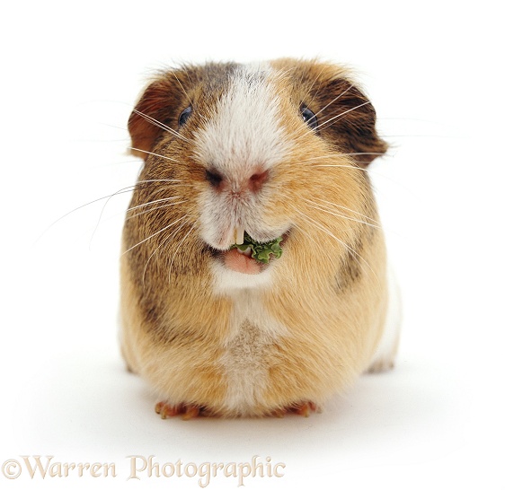 Adult male sandy, agouti-and-white Guinea pig, eating curl kale, white background
