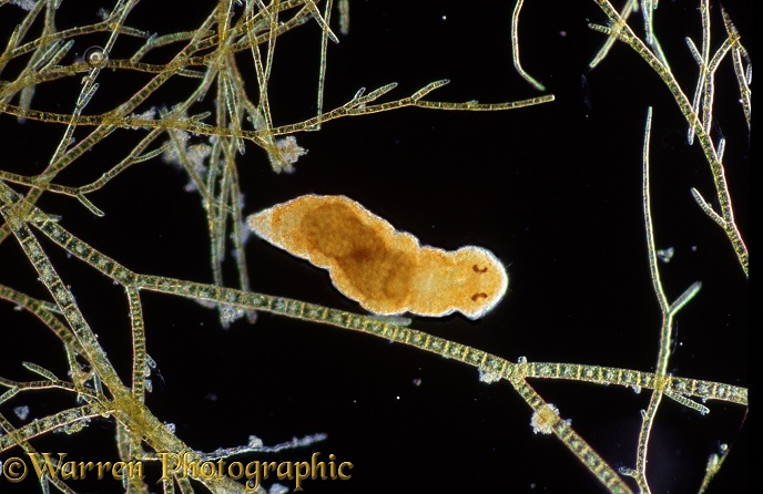 Microscopic marine annelid worm (probably Dinophilus species).  North Atlantic
