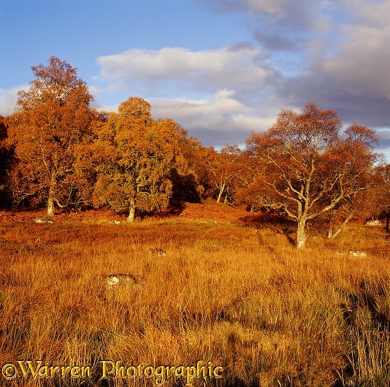 Autumnal scene with birches.  Scotland