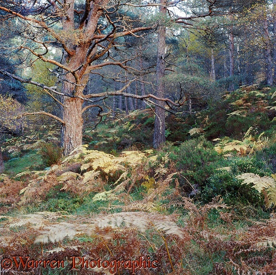 Ancient pine woods.  Scotland