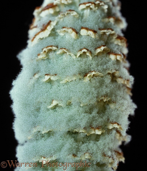 Horsetail (Equisetum pratense) cone filled with expanded spores in dry conditions