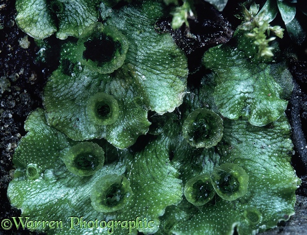 Liverwort (Marchantia polymorpha) spore bearing cups on thallus