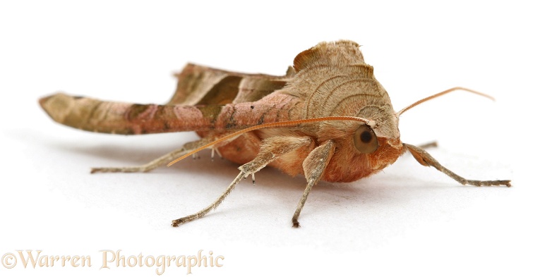 Angle Shades Moth (Phlogophora meticulosa), white background