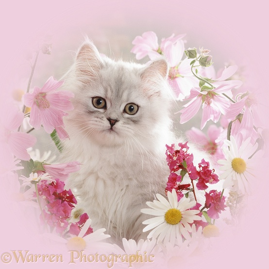 Portrait of pale silver longhaired kitten mallows and ox-eye daisies