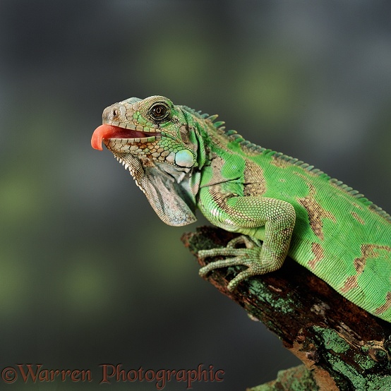 Green Iguana (Iguana iguana) showing its tongue.  S America