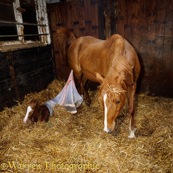 Birth sequence of British Show Pony Dresden 4: The mare gets to her feet, pulling the membranes from the foal