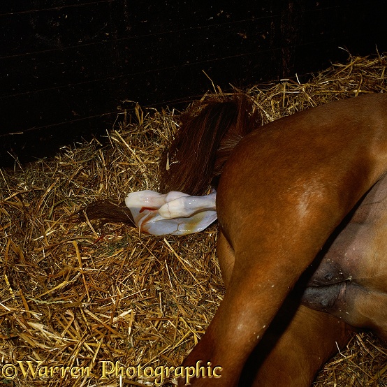 Birth sequence of British Show Pony Dresden 2: The foal's feet emerge, Mother Porcelain lying down
