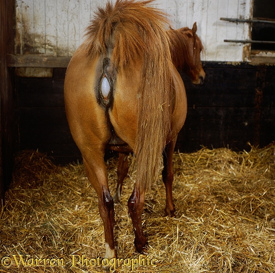 Horse Giving Birth Photo Wp08980
