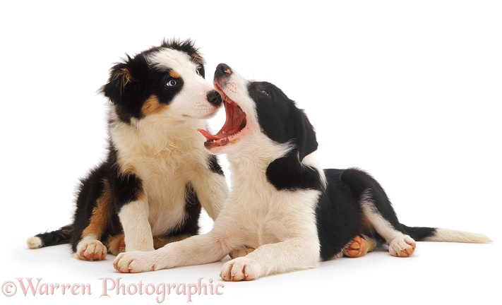 Border Collie pups, one yawning, white background