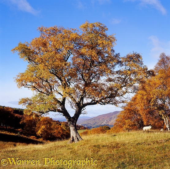 Autumnal Silver Birch (Betula pendula).  Scotland