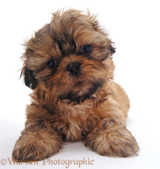 Shih-tzu pup, 7 weeks old, white background