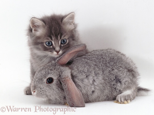 Blue tabby kitten with silver lop rabbit, white background