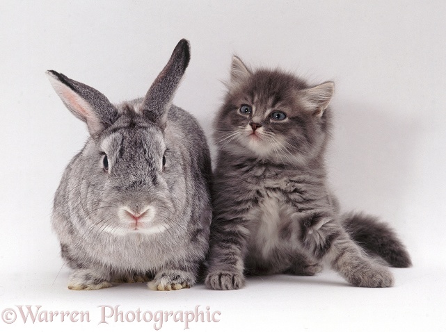 Fluffy grey kitten & silver fox rabbit, white background