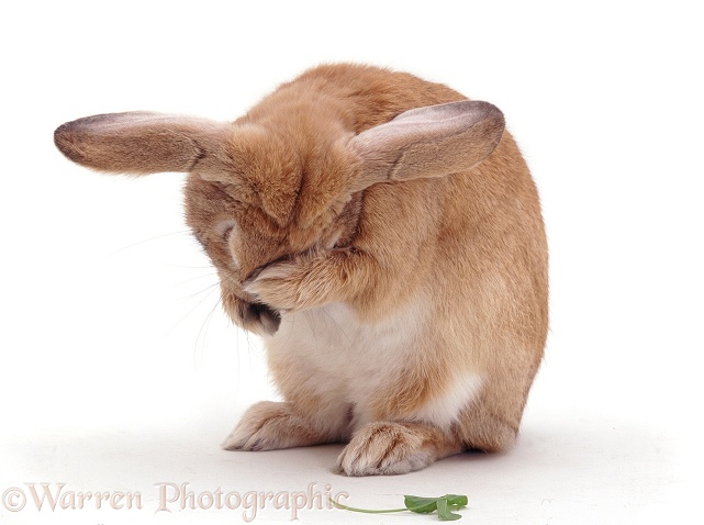 Sandy lop rabbit washing, white background