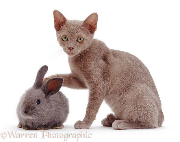 Blue kitten with blue rabbit, white background