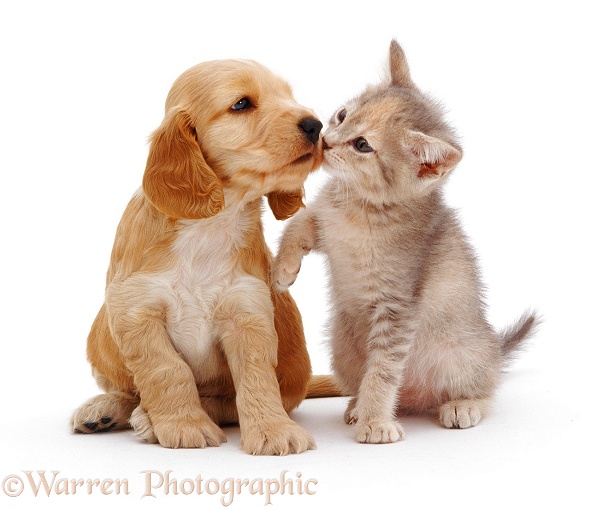 Golden Cocker Spaniel pup, 6 weeks old, kissing with blue-cream kitten, white background